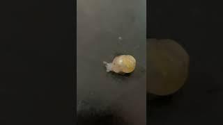 寵物日常生活大蝸牛 好玩 粘液  ペットのかたつむりの日常生活  the daily life of pet  snail #pets #snail #petsnail #蝸牛 #かたつむり