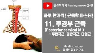 #11.후경부근육(목뒤근육, Posterior Cervical Muscles): 두반극근, 경반극근, 다열근/근육학마스터/referred pain/MPS/trigger point