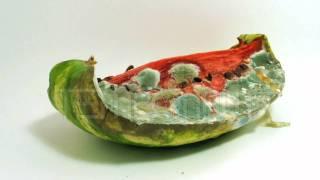 Watermelon Decomposition Reverse Timelapse - Melone im Zeitraffer