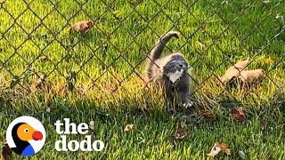 Stray Kitten Chooses Woman As Her New Mother | The Dodo