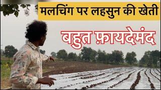 Lahsun ki kheti mulching par  || Narendra Nath Vlogs || mulching uses ||