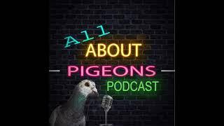 53. A life of racing pigeons with John Cordova