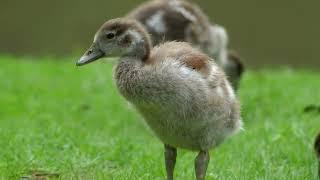 Egyptian goose