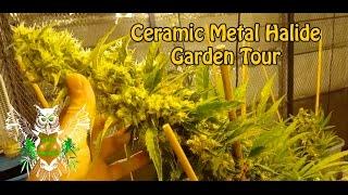 Massive Nugs with Ceramic Metal Halide lights (315w CMH) | Indoor Soil Garden Tour