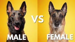 Male Vs Female Belgian Malinois: 10 Differences Between Them