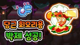 당근 콤비펫 말고도 박제 가능한 조합! 외쳐 갓 회오리용! [쿠키런/CROB]