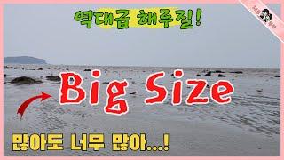 간조시간 바다에 이렇게 보이는 것은 무조건 Big Size 놓치면 후회