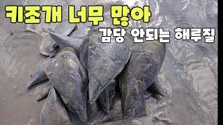 워킹으로 비싼 키조개를 줍줍! 가능한 수도권 해루질 포인트 (40년경력손질방법)