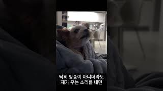 하울링 강아지 #dog #반려견 #개 #강아지일상 #강아지브이로그 #doglife #howlingdog #강아지일기 #doglover