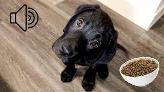 LABRADOR PUPPY EATS FOOD!! ASMR