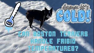 Walking My BOSTON TERRIER In FRIGID Weather Can He Handle It?