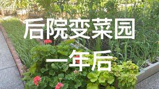 【后院变菜园一年后】汇报每个菜床每片菜地的现状｜三月青黄不接时也能自给自足｜March Vegetable Garden Tour