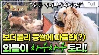 [Full] 세상에 나쁜 개는 없다 - 외톨이 황실견 토리의 가을