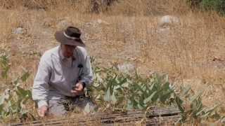 Christopher talks about the Buffalo Gourd plant