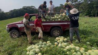 Una tormenta se acerca y los pusimos a ayudarle a jalar la sandía