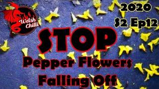 HOW TO STOP PEPPER FLOWERS FALLING OFF and pepper bloom dropping