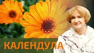 Календула – нет воспалениям!