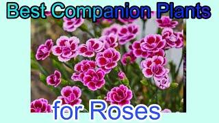 21 Best Companion Plants for Roses