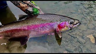 4K CINEMATIC 18 Mile Creek STEELHEAD FISHING (Hiked all of it)