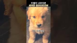 아기리트리버와 엄마리트리버의 이별이주는슬픔#리트리버#분양