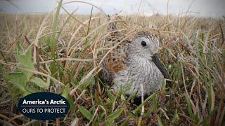 America's Arctic: Dunlin