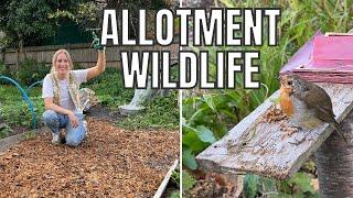 ANIMAL CHAOS AT THE PLOT! / ALLOTMENT GARDENING UK