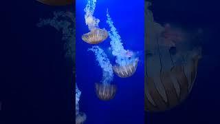 Jellies at aquarium of pacific long beach