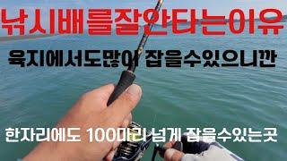 워킹 한자리에서갑오징어쭈꾸미 100마리이상잡을수있는곳