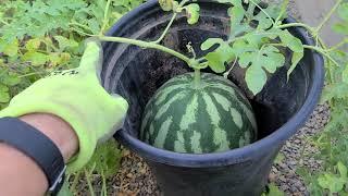 How to tell if your watermelon is ripe in 5 seconds