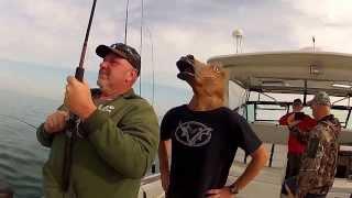 Horsing around RCC