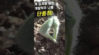 단풍취, 게 집게발닮은 게발딱주나물