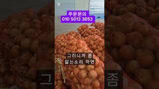 햇양파 특가  저장성 맛  단단해요 #제철과일 #햇양파#양파