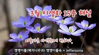 야생화 - 3월 우리나라 야생화 15종 해설, 우리나라에만 있는 특산식물 동강할미꽃이 피었습니다.