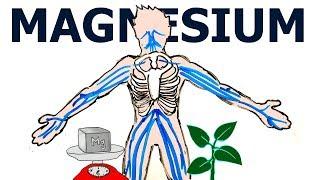 Why is MAGNESIUM So Important for the HUMAN BODY?