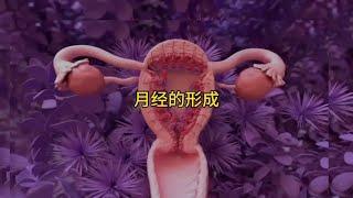 女性月經是如何形成的