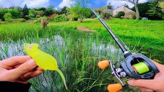 L'étang au fond de son jardin cache des poissons énormes que le propriétaire n'avait jamais vu !