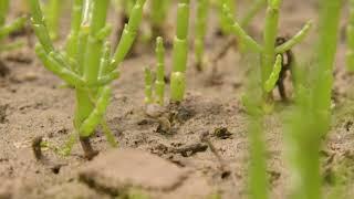 Where does marsh samphire come from?