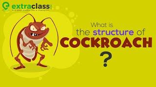 What is the structure of cockroach | Biology | Extraclass.com