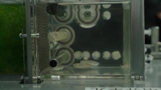 Fish tank experiment at China Space Station uncovers new findings