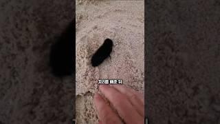 모래사장에 구덩이를 팠더니 고양이가 소환됐다...!