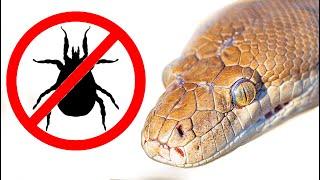 Get Rid of Reptile Mites FAST!