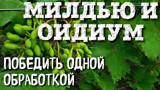 БОРЬБА С МИЛДЬЮ И ОИДИУМОМ. ОБРАБОТКА ПОСЛЕ ЦВЕТЕНИЯ. САМАЯ ВАЖНАЯ ОБРАБОТКА В ГОДУ