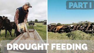 Feeding Our Dairy Cows & Calves