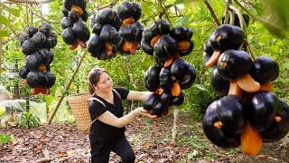 WOMAN Harvesting Black Cashew Hybrid Wax Apple Goes To Market Sell & Cooking - Farm Life