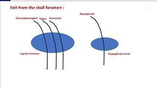 Lower 4 cranial nerves , sympathetic and parasympathetic of head and neck