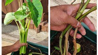 Harvesting kosu (taro leaves) and lota - Shokher Bagan