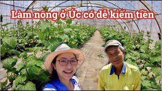 NGƯỜI VIỆT LÀM FARM Ở ÚC RA SAO | TIỀN LƯƠNG LÀM FARM Ở ÚC | CUỘC SỐNG ÚC | Chau Riches 