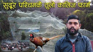 सुदूर पश्चिमकै ठुलो कालिज फार्म,साथमा लोकल कुखुरा पालन - Pheasant farming