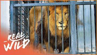 Rescuing A Pride Of Lions From Cruel Romanian Zoo | Wild Animal Rescue | Real Wild