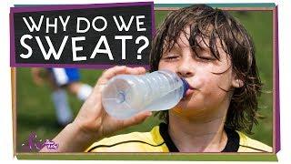 Why Do We Sweat? | Sports Science | SciShow Kids